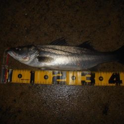 雨後のバチパターン調査