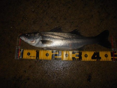 雨後のバチパターン調査