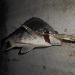 ドブ川のキビレ