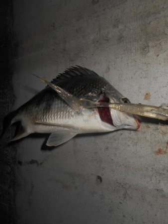 ドブ川のキビレ