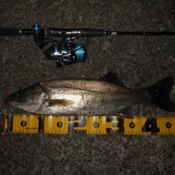 カラーは不要???