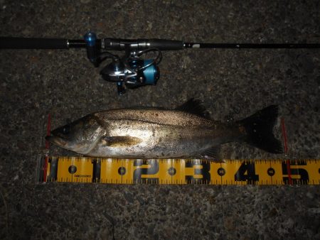 カラーは不要???