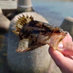 久しぶりの穴釣