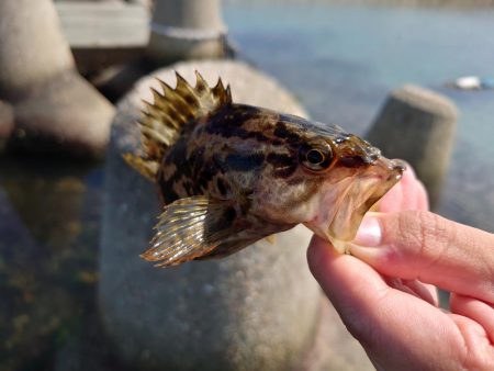 久しぶりの穴釣