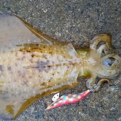 アオリイカ満足の釣果