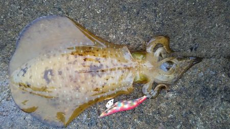 アオリイカ満足の釣果