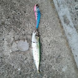 プチsalt water game