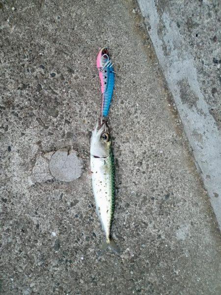 プチsalt water game