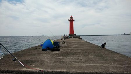 小型キス主体となった播磨新島