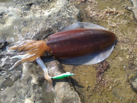 アオリイカを求めて