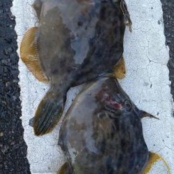 初めての魚釣りました!