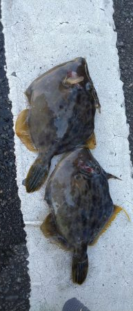 初めての魚釣りました!