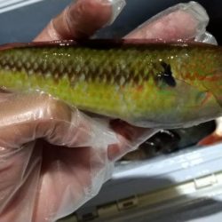 雨のかな初めての魚2種類釣りました!