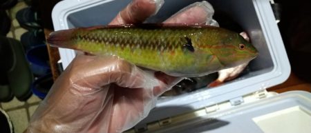 雨のかな初めての魚2種類釣りました!