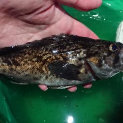 グーグーイシモチ