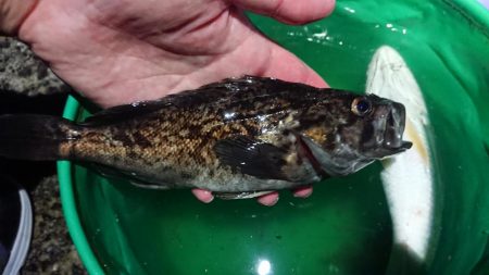 グーグーイシモチ