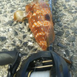 【関門】キジハタ2連発