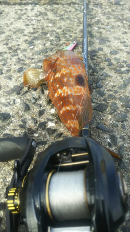 【関門】キジハタ2連発