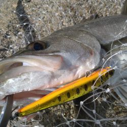 サーフフラット狙いでシーバスGET