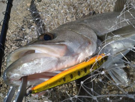 サーフフラット狙いでシーバスGET