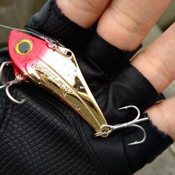 シーバス狙いでアジ