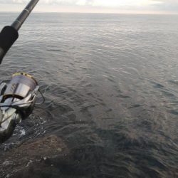 サーフでメガアジ乱舞