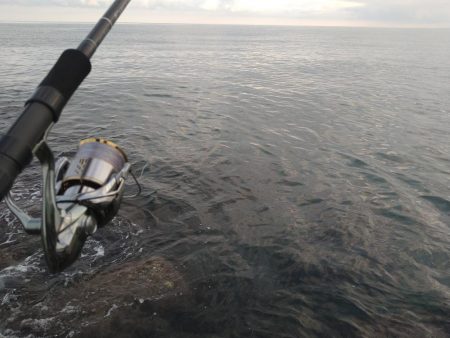 サーフでメガアジ乱舞