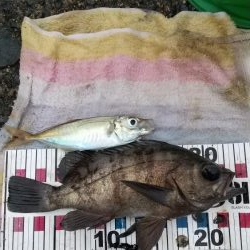 ジギングでメバル