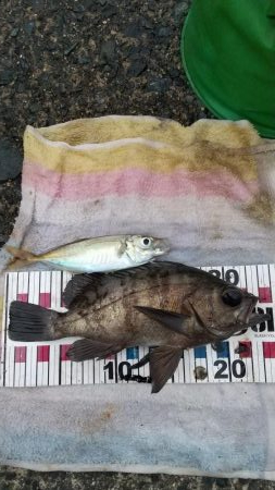 ジギングでメバル