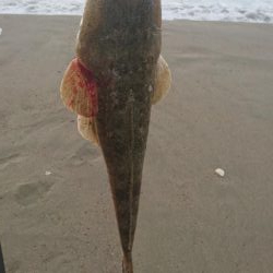 サーフカレント