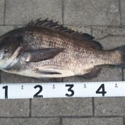 チヌ(52cm)×1、タコ×1