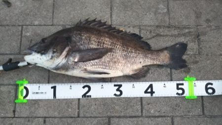 チヌ(52cm)×1、タコ×1