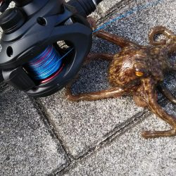 タコ2、ガシラ10