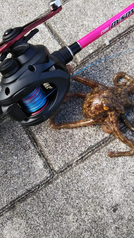 タコ2、ガシラ10