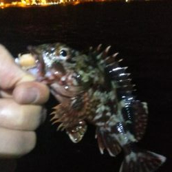 メバル1  ガシラ4