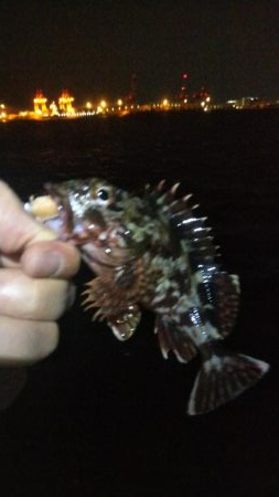 メバル1  ガシラ4