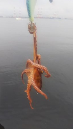 シーバス1、タコ2、ガシラ3