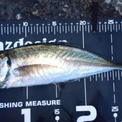 ジグ単アジングで入れ食い