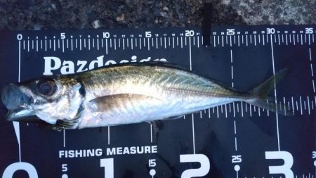 ジグ単アジングで入れ食い