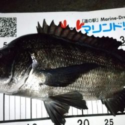 梅雨メバリング　外道のオンパレード