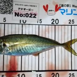 メバル狙いでライトゲーム五目釣り