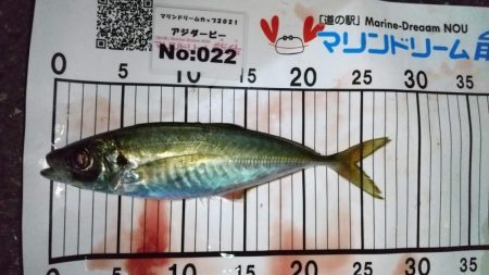 メバル狙いでライトゲーム五目釣り