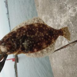 フラットフィッシュを狙って…