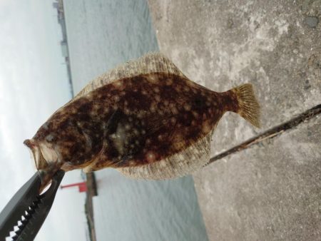 フラットフィッシュを狙って…