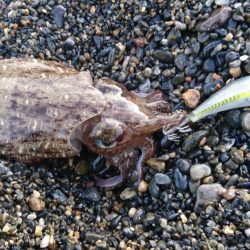 サーフでモンゴウ時合い