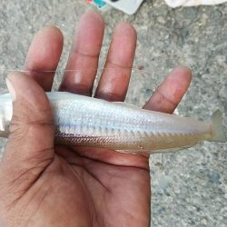 時合いを捉えるのが難しい