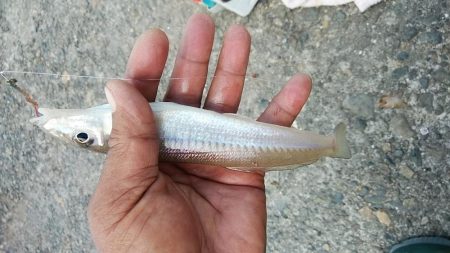 時合いを捉えるのが難しい