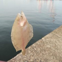 １５時から播磨新島のキス調査