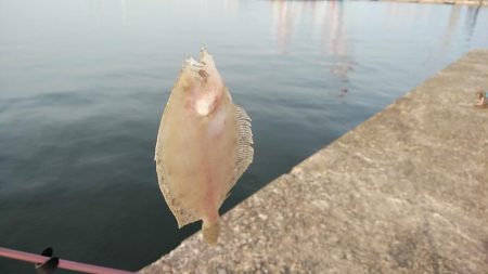 １５時から播磨新島のキス調査