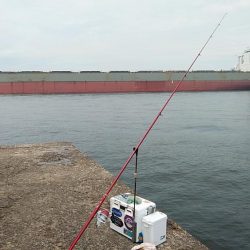 朝から播磨新島のキス調査